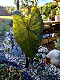 Colocasia Black Steam