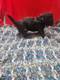 Meravigliosi barboncino nero