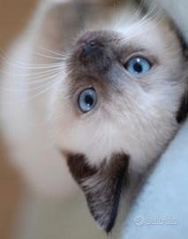 Maschio siamese