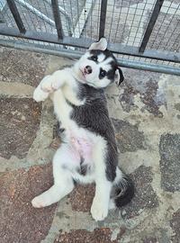 Cucciolo husky siberiano