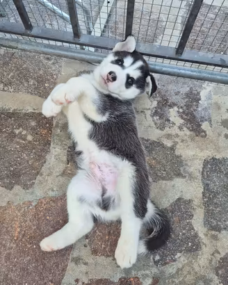 Cucciolo husky siberiano