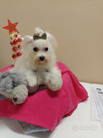 Taglia Molto Molto Piccola Toy Cuccioli Maltese