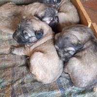Cuccioli di pastore del Caucaso