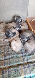 Cuccioli di pastore del Caucaso