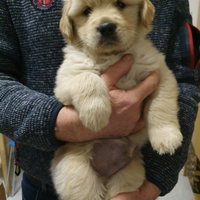 Cuccioli di Golden Retriever