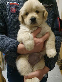 Cuccioli di Golden Retriever