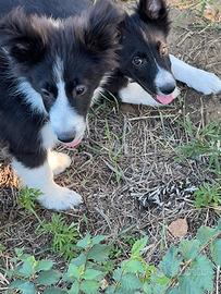 Border collie