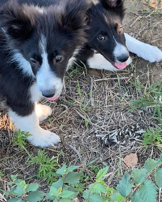 Border collie
