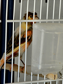 Arlecchino portoghesi 2025,incardellati maschi 202