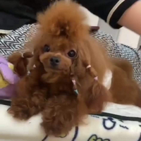 Barboncino asiatico per accoppiamento