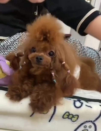 Barboncino asiatico per accoppiamento