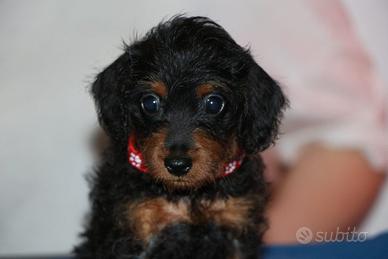 Pinny-poo