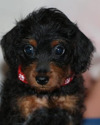 Pinny-poo