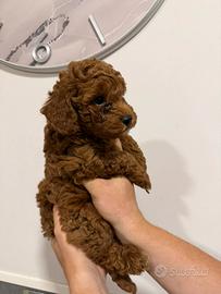 Cuccioli barboncino toy