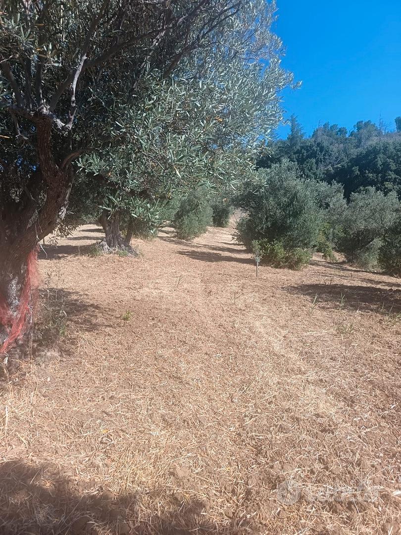 SIANO Contrada S. Domenica - Terreno agricolo - Altro