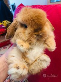 Coniglio ariete nano minilop