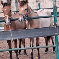 Puledri 10 mesi uno paint uno quarter