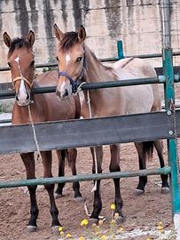 Puledri 10 mesi uno paint uno quarter