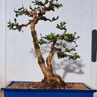 🌿 Bonsai di Bosso 🌿