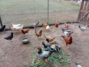 Galline nostrane e padovane