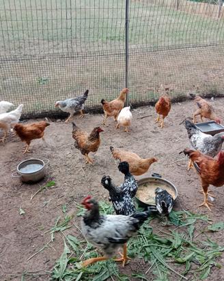 Galline nostrane e padovane
