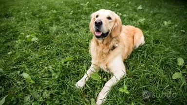 Villetta giardino STeodoro paese - ammessi animal