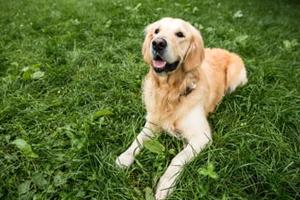 Villetta giardino STeodoro paese - ammessi animal