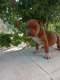 American Pitbull