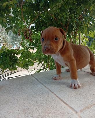 American Pitbull