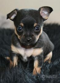 chihuahua Toy e volpino di Pomerania Toy 