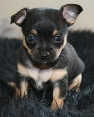 chihuahua Toy e volpino di Pomerania Toy 