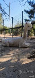 Alpaca