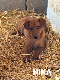 NIKITA, trottolina coccolona TG PICCOLA