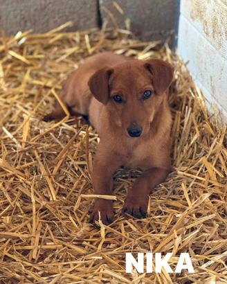 NIKITA, trottolina coccolona TG PICCOLA