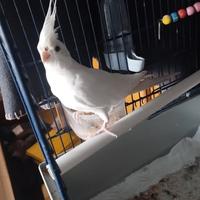 Casa amorevole per calopsite albina femmina