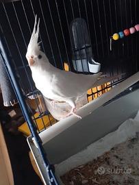 Casa amorevole per calopsite albina femmina