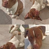 Pitbull di 5 anni