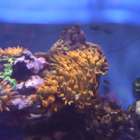 Coralli entacmaea quadricolor