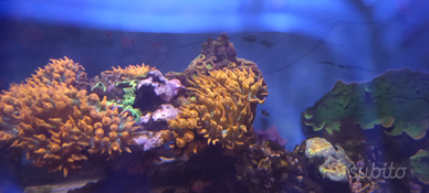 Coralli entacmaea quadricolor