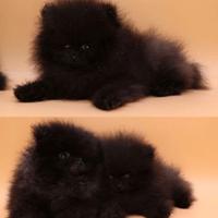 Cuccioli di spitz pomerania nero maschio
