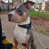 Disponibile per accoppiamento
