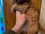 Immagine 5