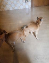 cuccioli di chihuahua 