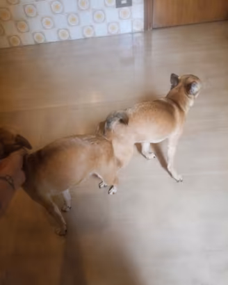 cuccioli di chihuahua 