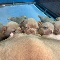 Bulldog francese esotico Blu New Shade tan