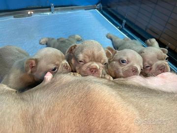 Bulldog francese esotico Blu New Shade tan