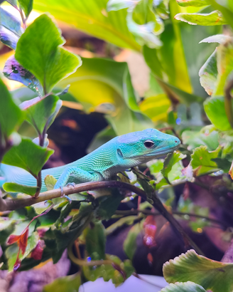 Annucio di cessione: gastropholis prasina