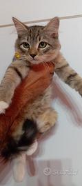 Gattini Siberiani ipoallergenici con pedigree