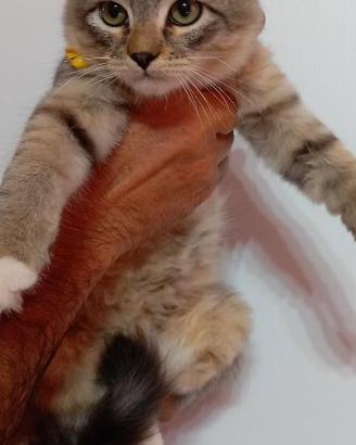 Gattini Siberiani ipoallergenici con pedigree