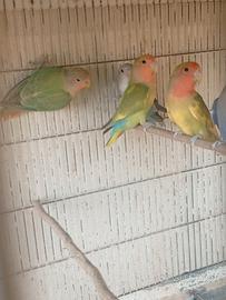 Inseparabili roseicollis